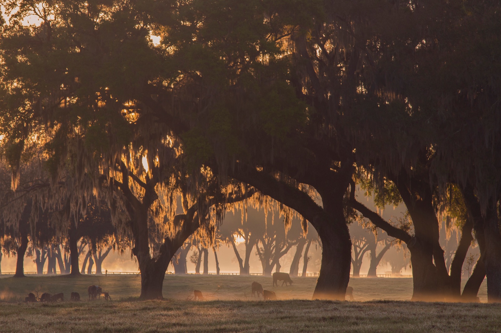 Dawn light through live oaks draped in Spanish moss, cattle grazing beneath