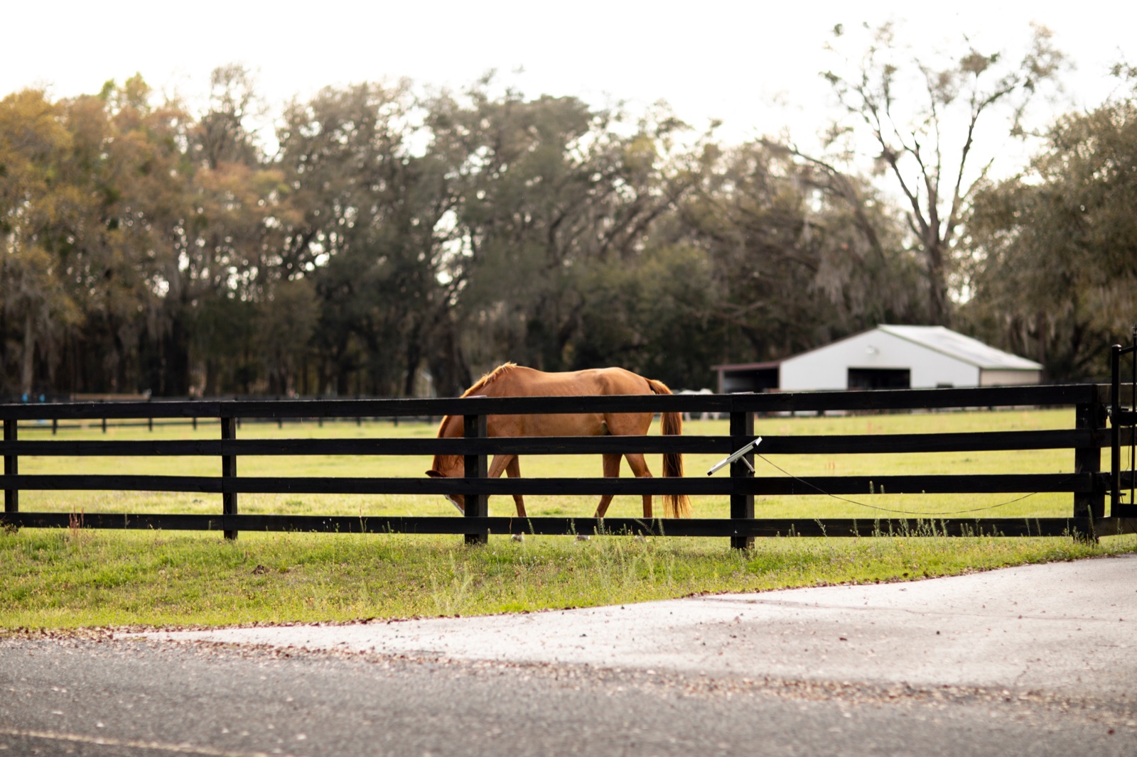 A horse grazing along a four-board fence with a barn behind