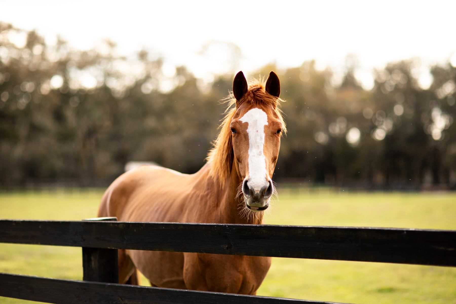 A chestnut horse at a wooden fence in golden evening light