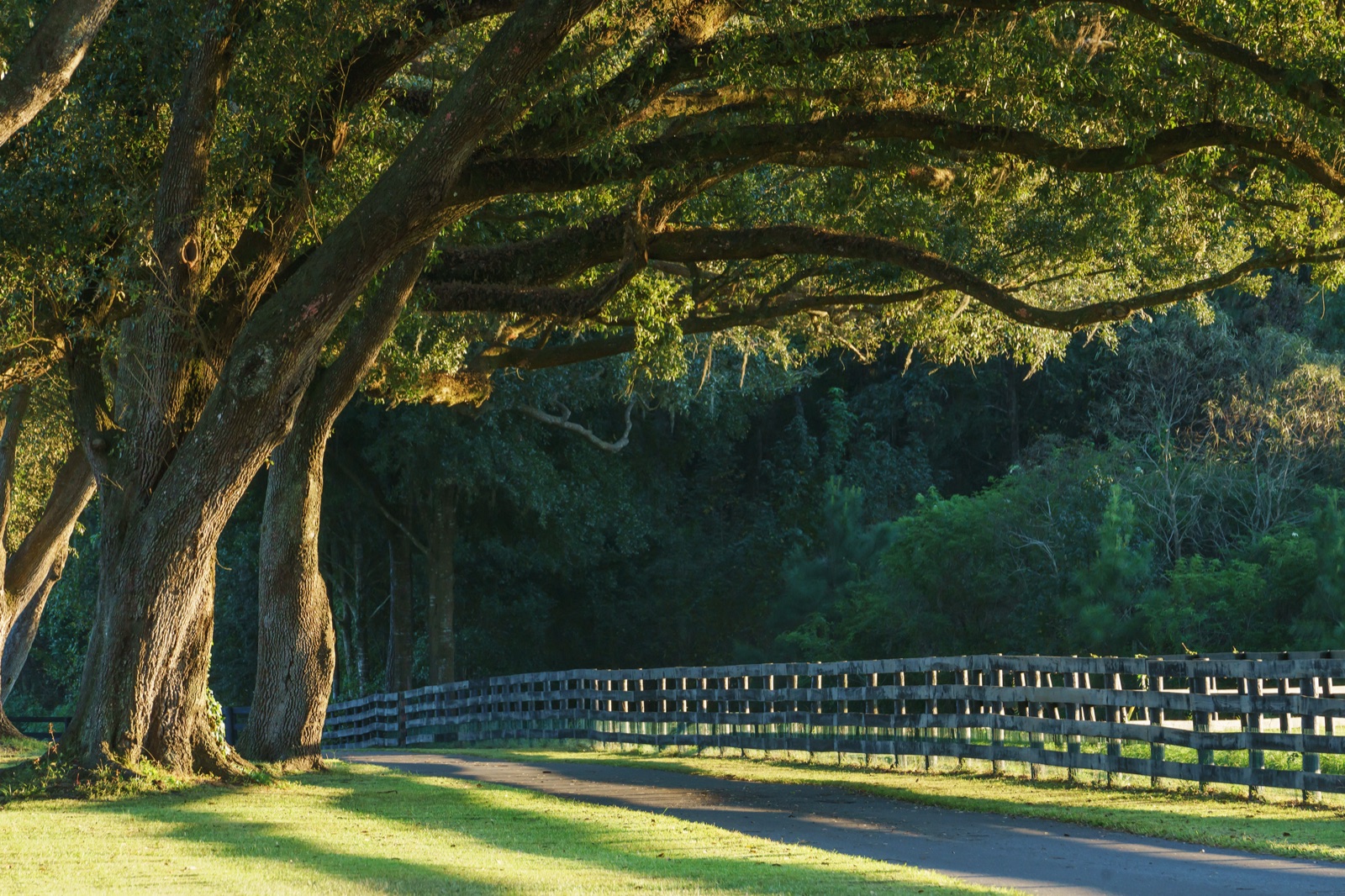 Live oak canopy arching over a four-board farm fence along a rural road