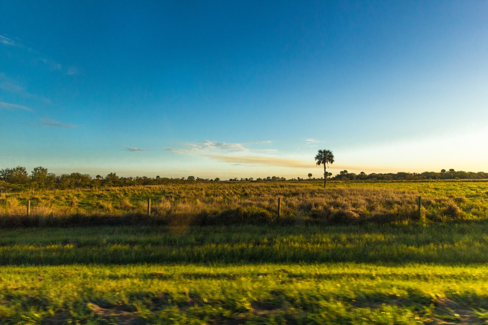 Open South Florida ranchland at evening with a lone palm on the horizon